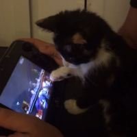 A kitten, a gamer and Super Smash Bros. for Wii U